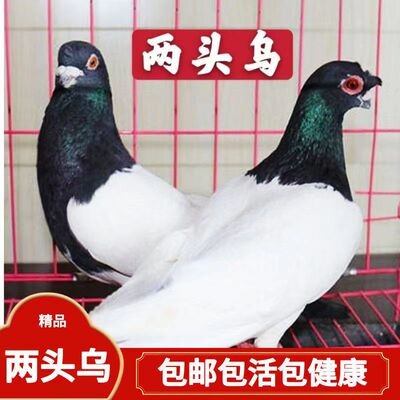 观赏鸽鸽子活物一对活体鸽幼鸽幼
