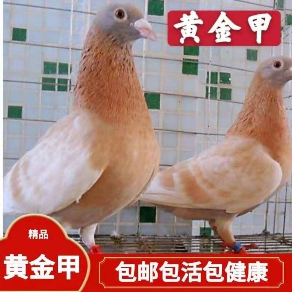 黄金甲鸽子鸟类活体宠物信鸽比赛鸽成年鸽种鸽青年鸽幼鸽信鸽活物