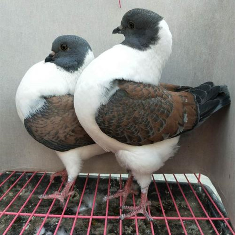 出售观赏鸽三色摩登那鸽子成年种
