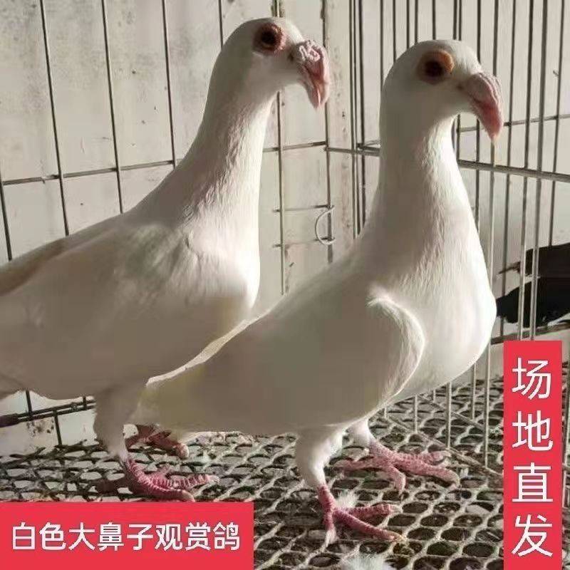大鼻子观赏鸽大鼻子鸽白色大鼻子鸽子活体一对