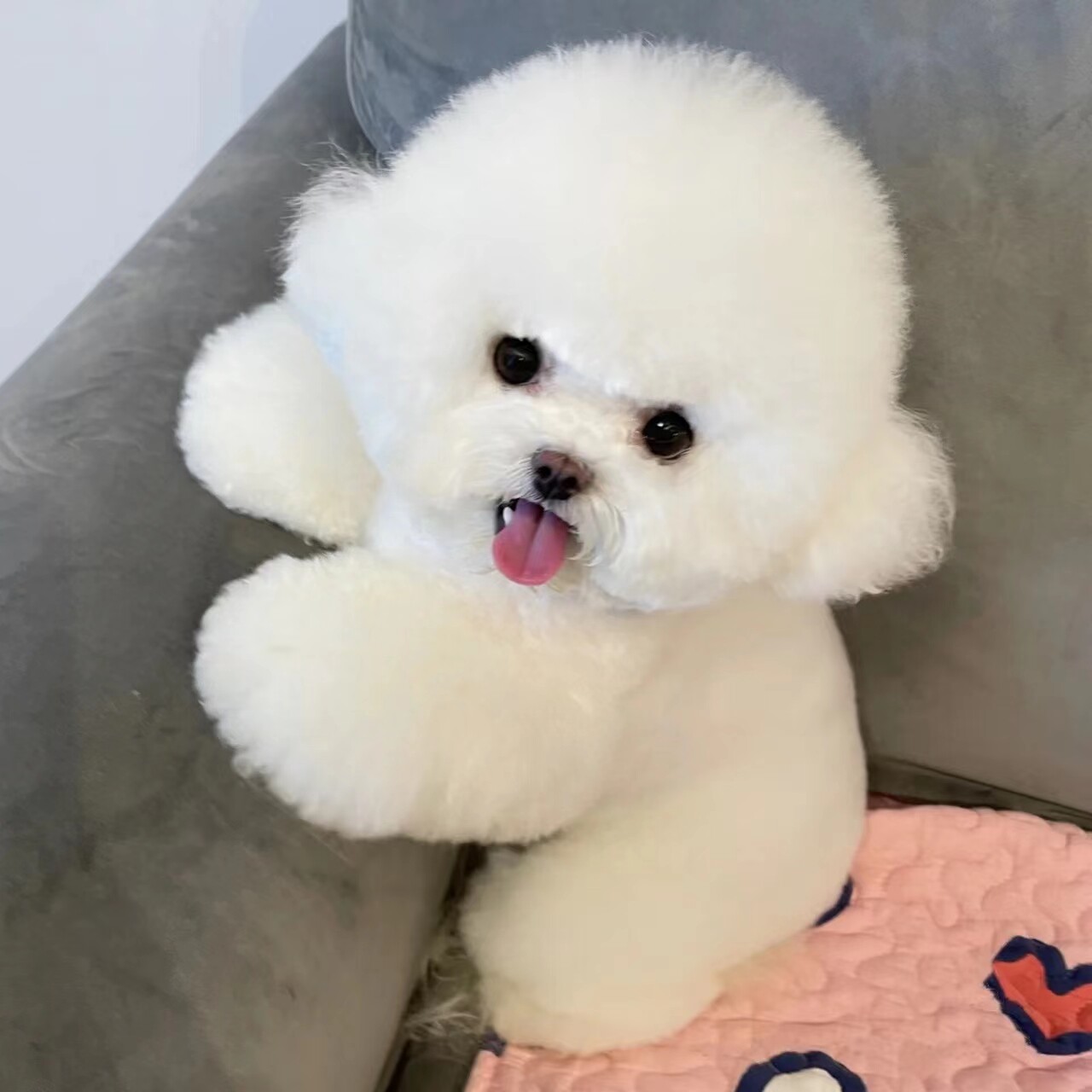 纯种比熊幼犬活体血统赛级比熊犬泰迪犬小型犬茶杯犬玩具犬宠物狗