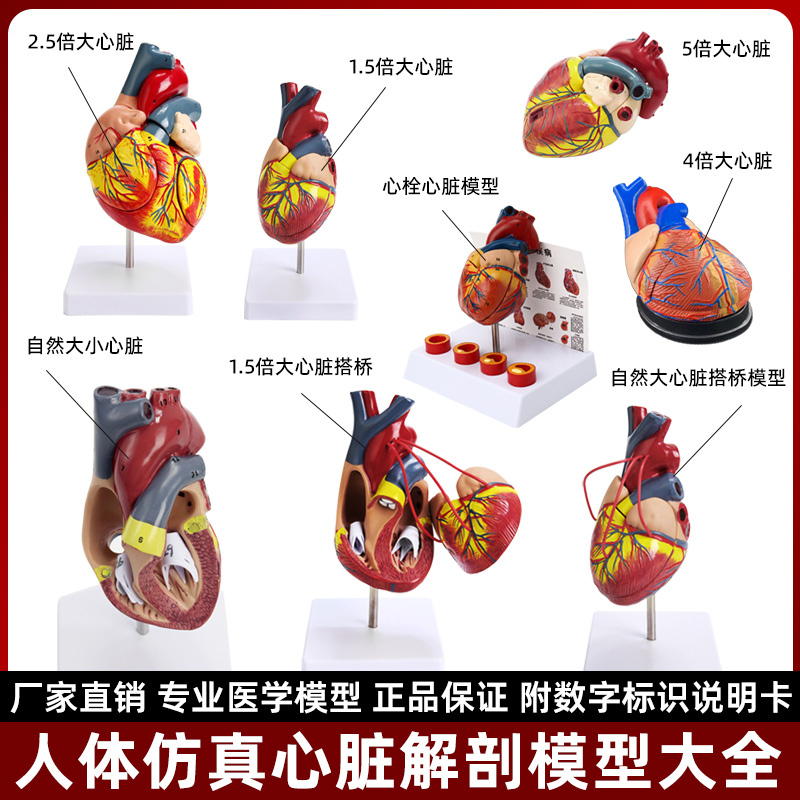 人体心脏结构解剖模型厂家直销