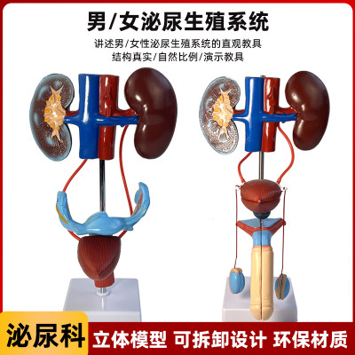 人体泌尿系统模型厂家直销