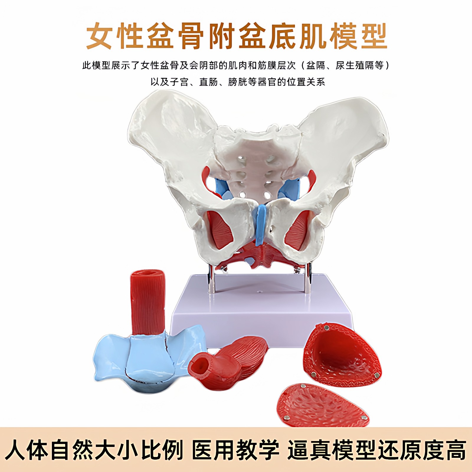 女性骨盆盆底肌肉模型人体分娩助产解剖医学盆腔动态骨骼结构教具,玩具/童车/益智/积木/模型,其他模型玩具,淘宝优惠券,粉丝福利购,淘宝优惠卷