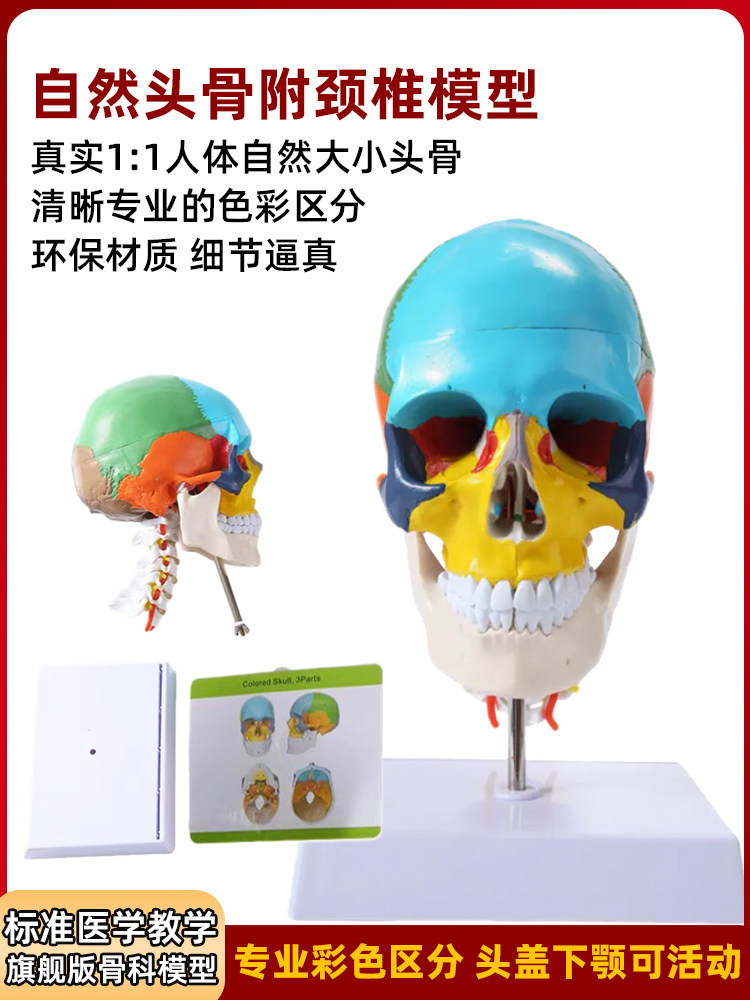 人体彷真头骨解剖模型医学艺用美术素描可拆卸解剖头颅骨着色教具