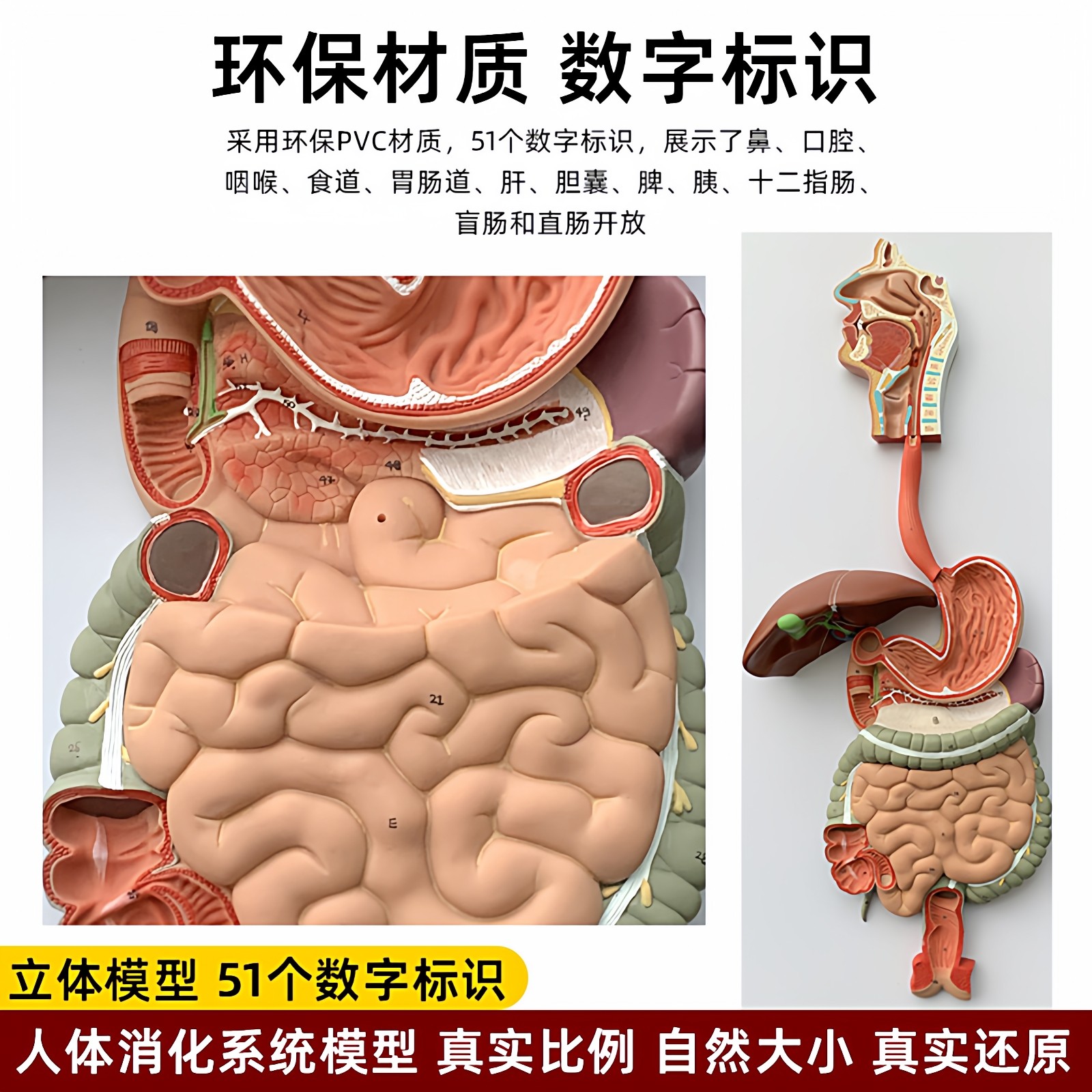 人体消化道胃冠状剖面肛肠科肠道鼻咽喉系统结构解剖模型医学教具,玩具/童车/益智/积木/模型,其他模型玩具,淘宝优惠券,粉丝福利购,淘宝优惠卷