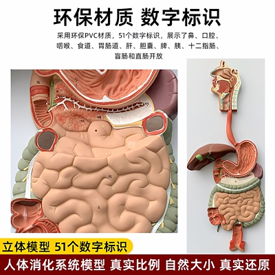 人体消化道胃冠状剖面教学模型