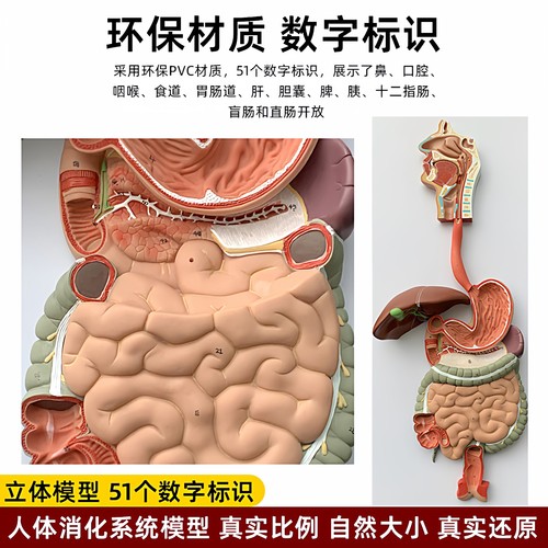 人体消化道胃冠状剖面教学模型