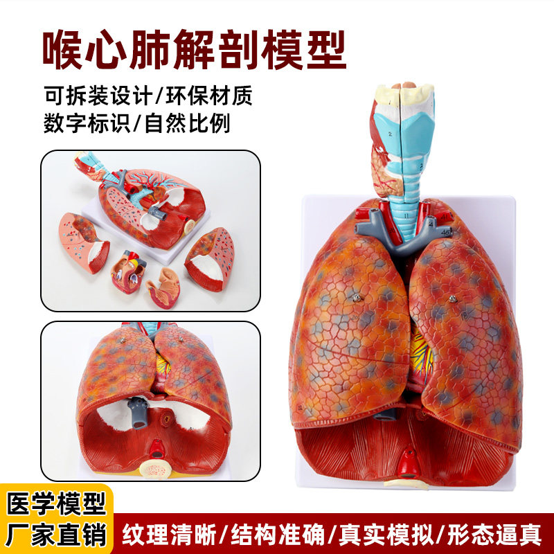 医用人体喉心肺喉咙甲状腺肺心脏呼吸系统肺部内脏解剖胸外科模型