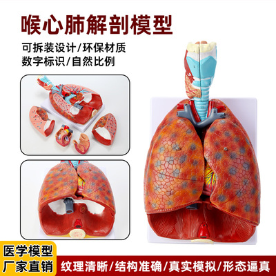 医用人体喉心肺喉解剖模型