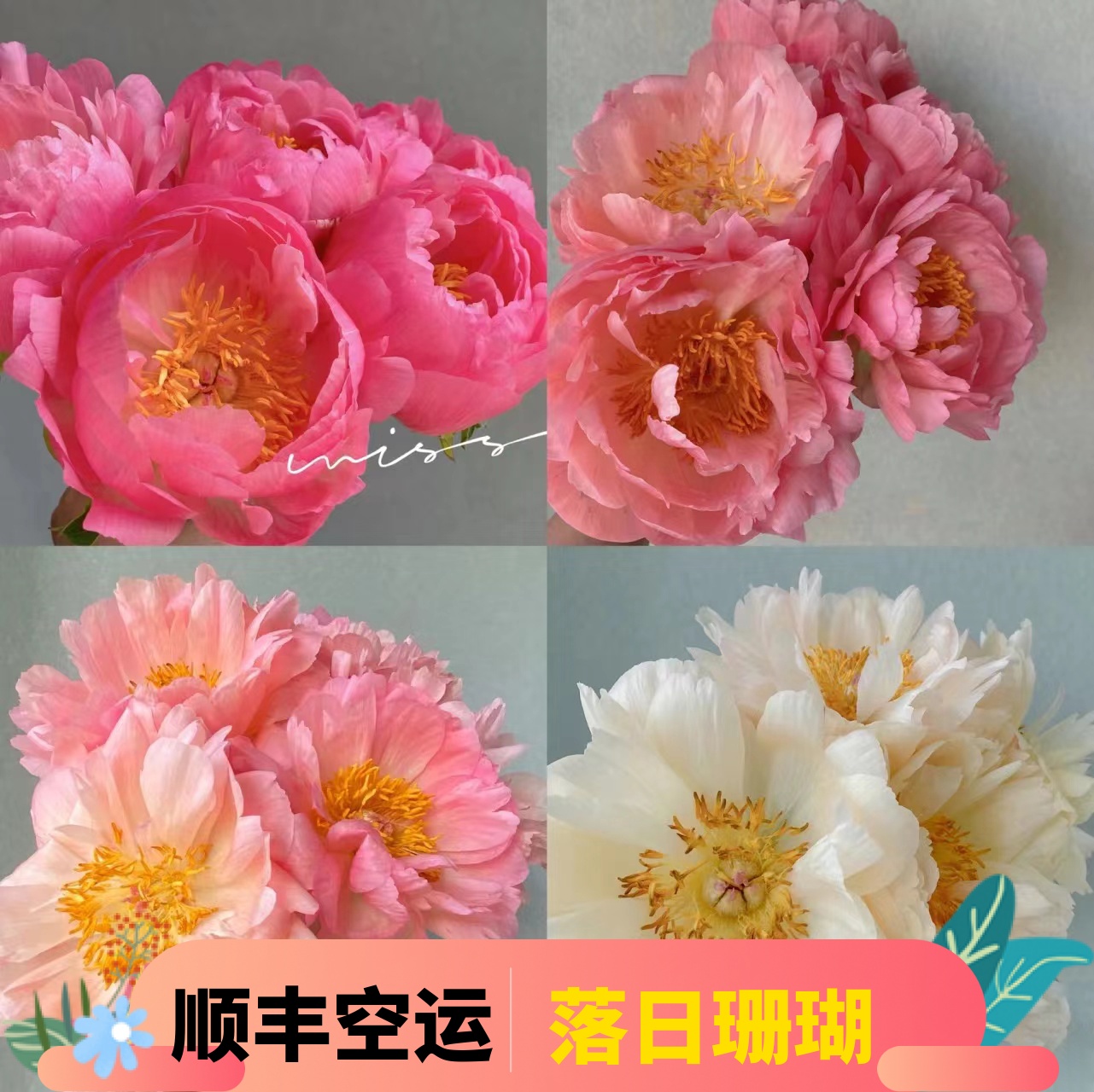 落日珊瑚荷兰进口重瓣芍药花束山东鲜切花玫瑰百合春节插花卉四川