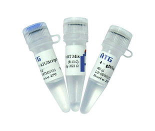 ATG: R113: ATGScript® RT mix for qPCR (+gDNA wiper)