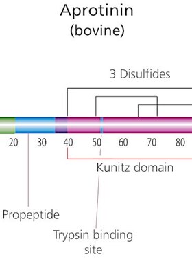 抑肽酶来源于牛肺, A6106/A1153/A3428/A6103/Y0001154, Sigma