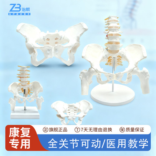 动态迷你腰椎骨盆模型关节可活动