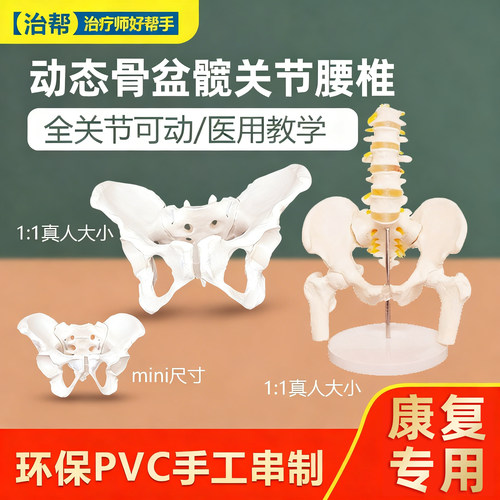 治帮动态骨盆模型迷你版