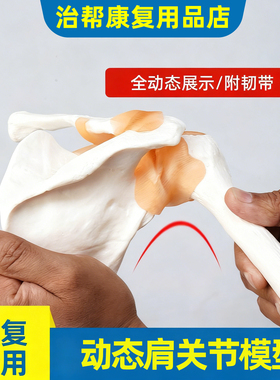 肩关节模型自然大人体医学用假骨骼解剖标本教学培训专用附肌肉