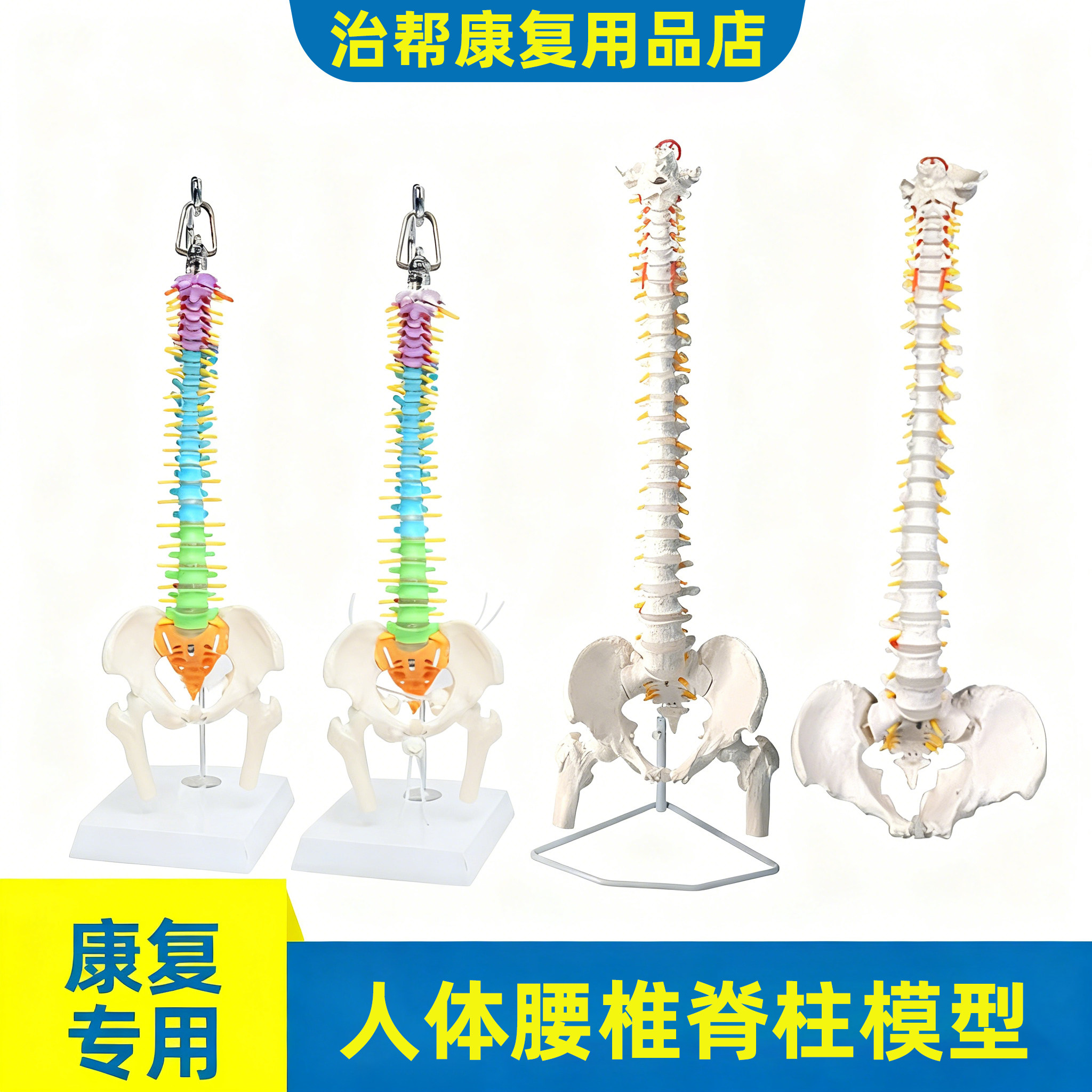 人体彩色长脊柱脊椎带骨盆股骨尾骨脊柱骨骼腰椎颈椎正骨骶骨模型,玩具/童车/益智/积木/模型,其他模型玩具,淘宝优惠券,粉丝福利购,淘宝优惠卷