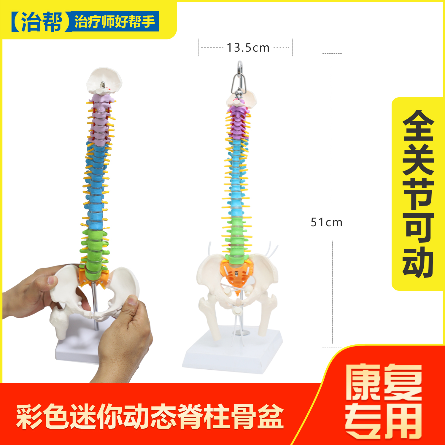 彩色骨盆模型动态解剖盆底教学腰椎可活动人体康复脊柱骨架恢复 玩具/童车/益智/积木/模型 其他模型玩具 原图主图