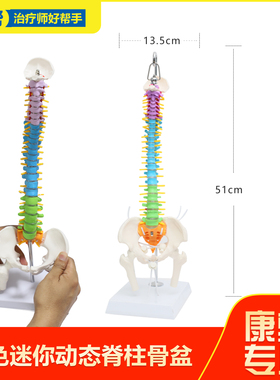 彩色骨盆模型动态解剖盆底教学腰椎可活动人体康复脊柱骨架恢复