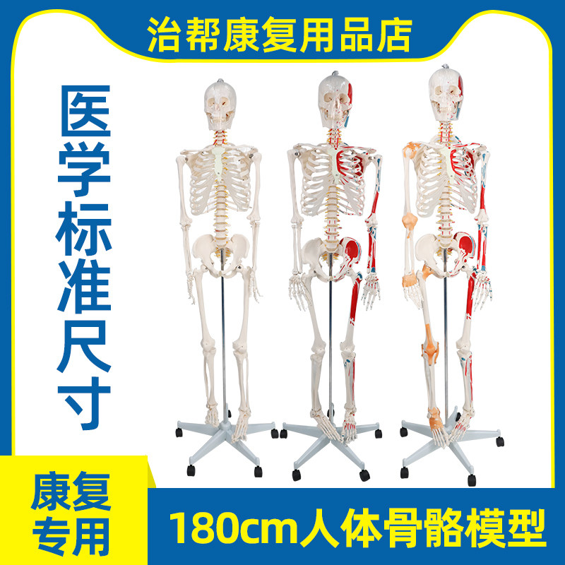 全身人体骨骼模型骨架