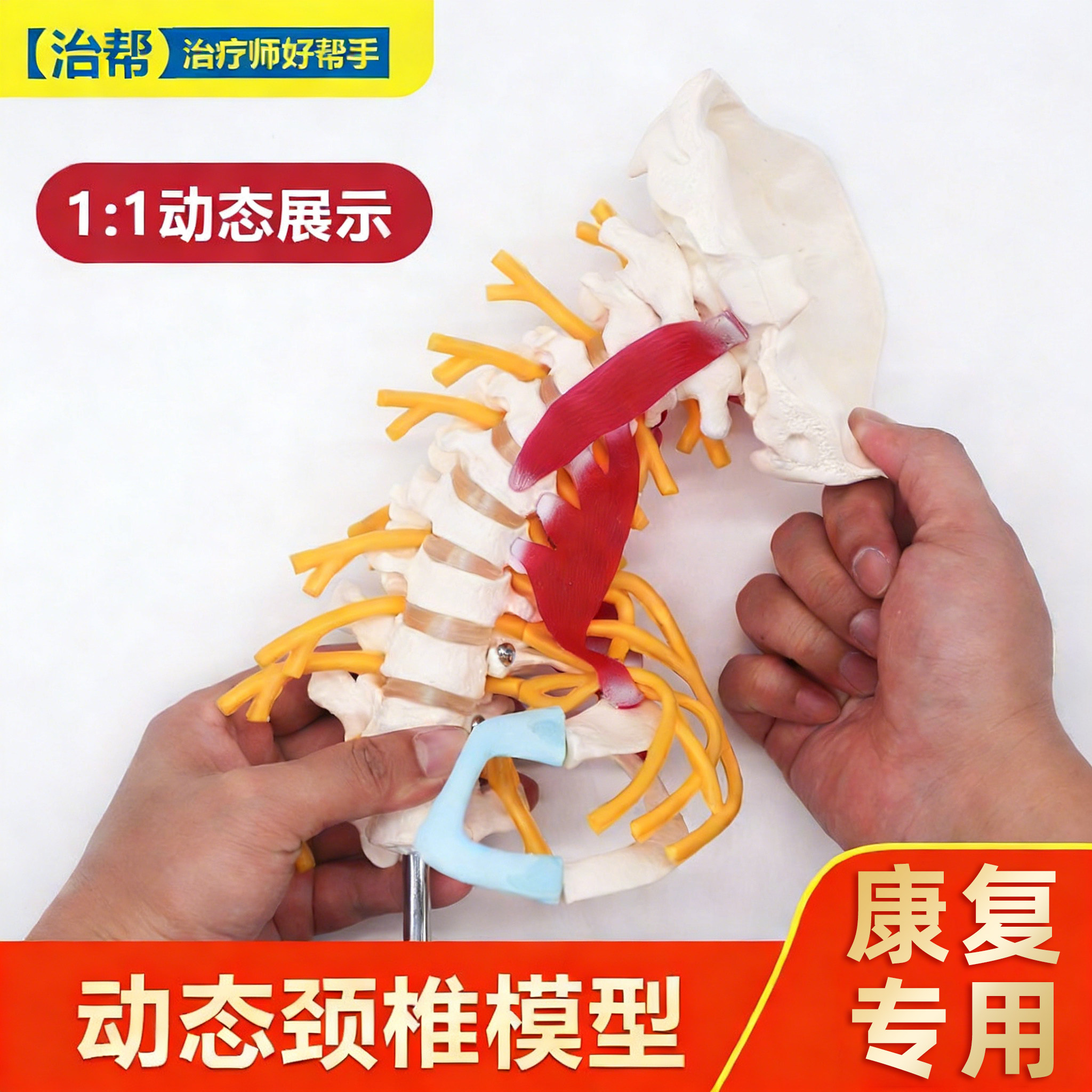 治帮动态颈椎模型可动仿真医用