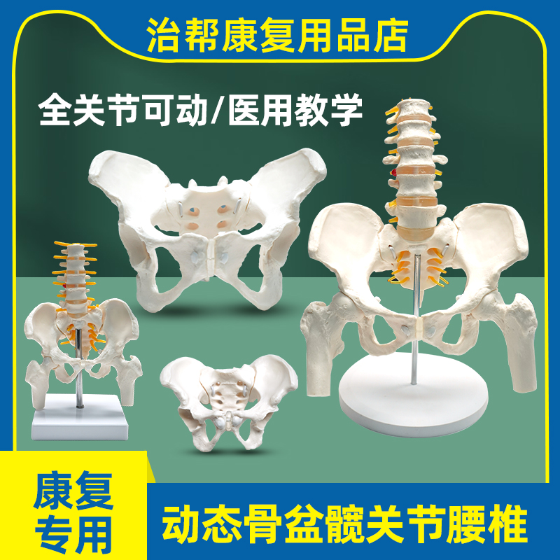 产后康复可活动骨盆模型骶骨髋骨女性可弯曲人体骨骼解剖盆底肌 玩具/童车/益智/积木/模型 其他模型玩具 原图主图