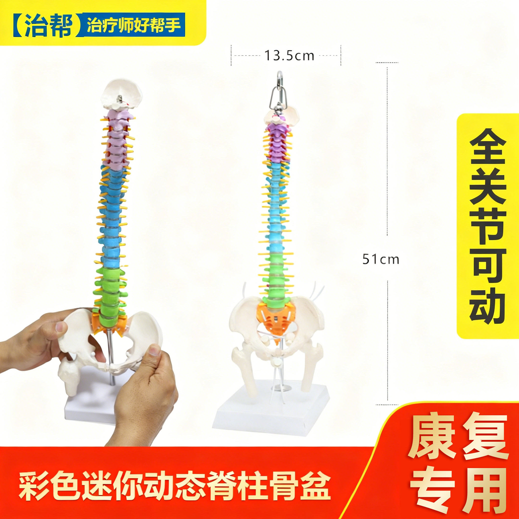 彩色骨盆模型动态解剖盆底教学腰椎可活动人体康复脊柱骨架恢复