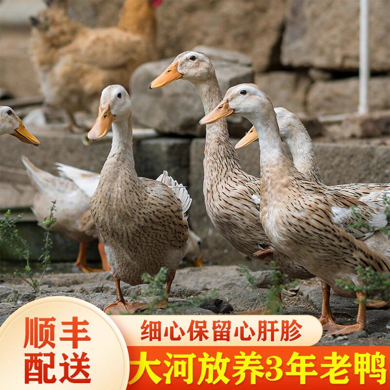 老鸭土鸭2年老鸭子农家散养土鸭子麻鸭新鲜鸭子肉活体现杀老水鸭