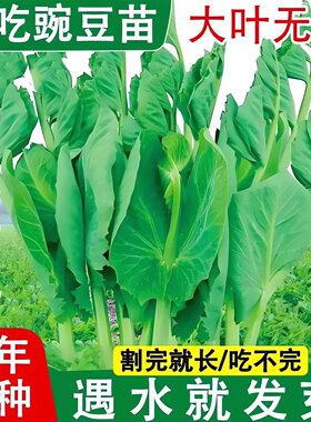 大叶无须豌豆苗种子豌豆尖吃苗四季阳台盆栽芽苗菜秋冬季蔬菜种子