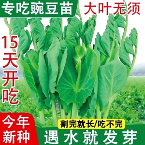 大叶无须豌豆苗种子豌豆尖吃苗四季阳台盆栽芽苗菜秋冬季蔬菜种子