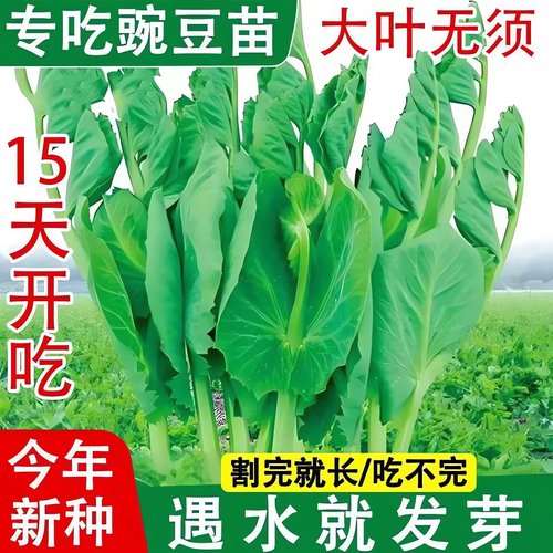 大叶无须豌豆苗种子豌豆尖吃苗四季阳台盆栽芽苗菜秋冬季蔬菜种子
