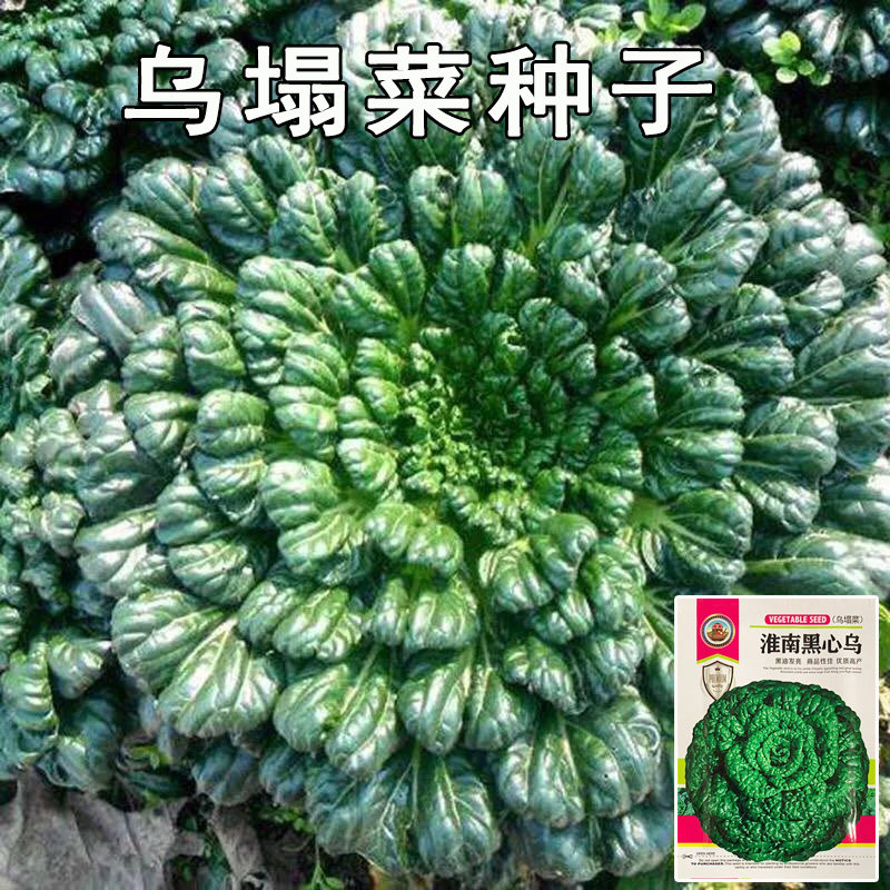 乌塌菜种子高钙蔬菜养心菜黑白菜家庭园艺种子