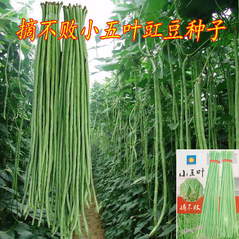 小五叶豇豆种子菜园易种蔬菜种子早熟高产小叶长豆角种子农家