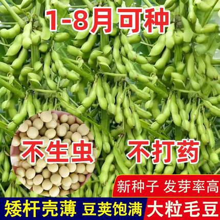 早熟高产大粒毛豆种子软糯清香非转基因毛豆种籽春播夏播抗病耐寒