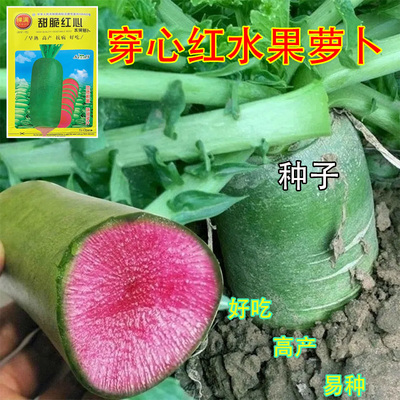 穿心红水果萝卜种子绿皮红心甜脆红芯杂交萝卜籽夏秋耐热早熟萝卜