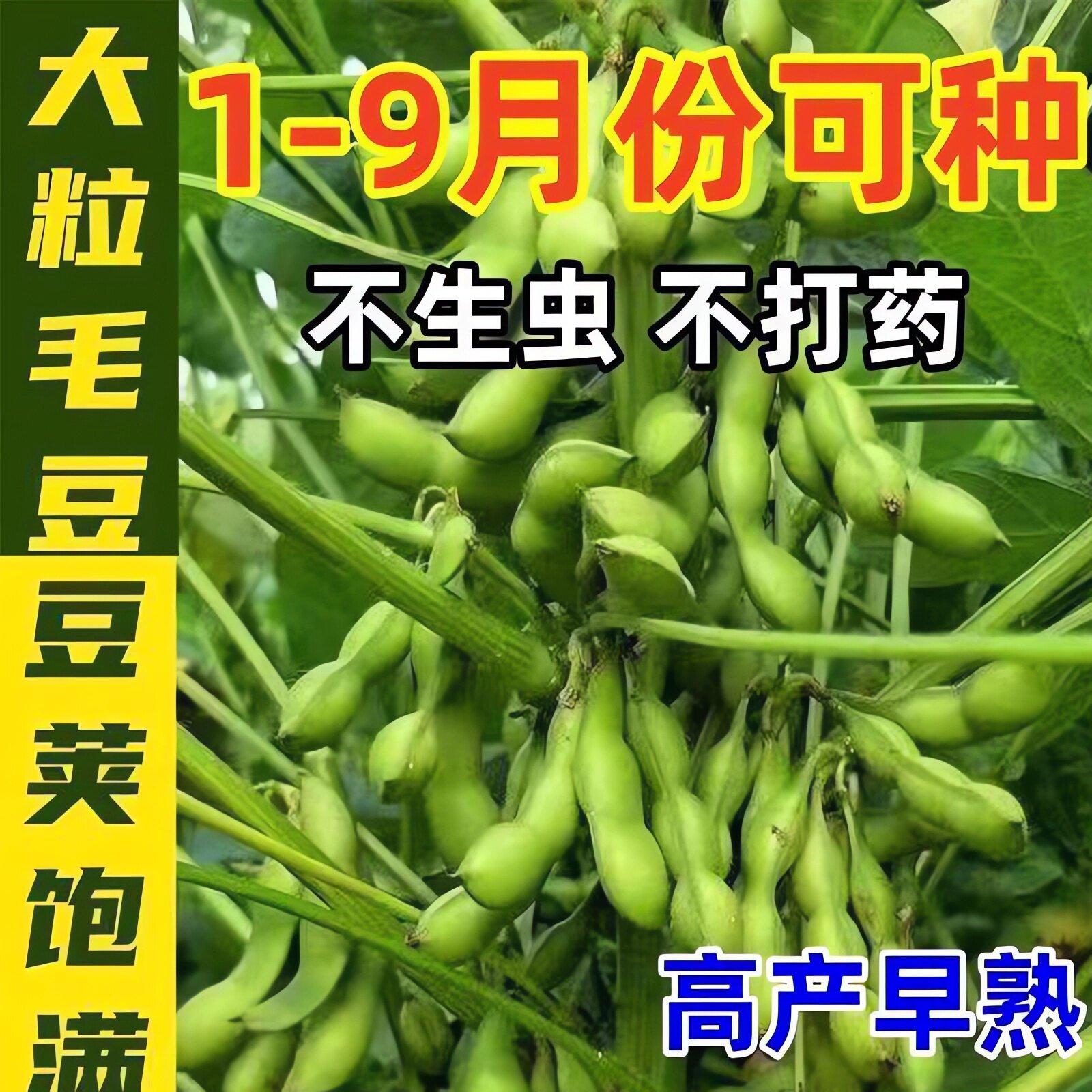 【新种】大粒毛豆种子早熟高产蔬菜盆栽毛豆新鲜春播夏播抗病耐热