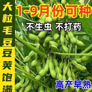 【新种】大粒毛豆种子早熟高产蔬菜盆栽毛豆新鲜春播夏播抗病耐热