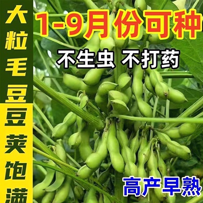 【新种】大粒毛豆种子早熟高产蔬菜盆栽毛豆新鲜春播夏播抗病耐热
