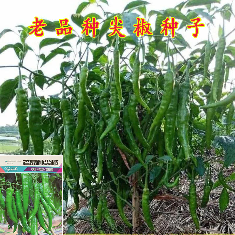 老品种高产辣椒种子非转基因可留种阳台尖椒种籽羊角牛角辣椒种子图片