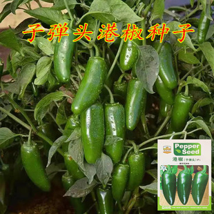 港椒种子子弹椒种子泡椒种子墨西哥辣椒种子腌渍辣椒种子辣度高腌