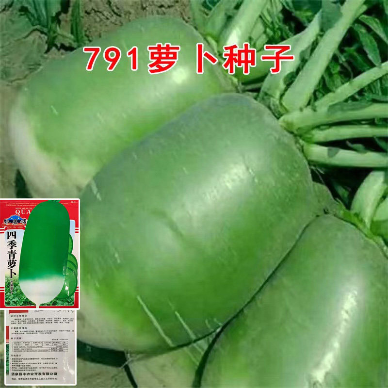 原装791罐萝卜种子 蔬菜种籽家庭园艺种子