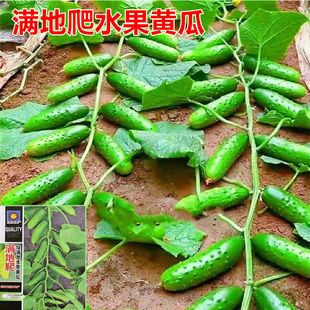 懒人黄瓜种子地爬不搭架水果黄瓜种子爬满地盆栽四季播种蔬菜种籽