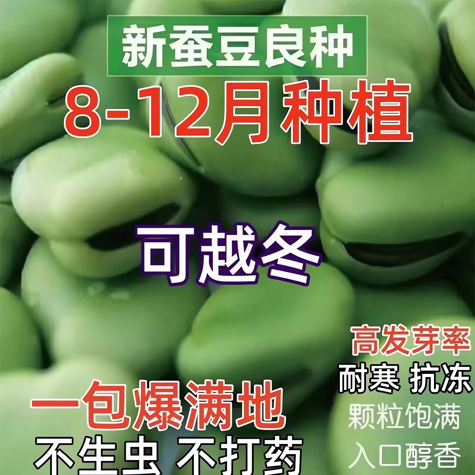蚕豆种子七星特大蚕豆巨大号罗汉豆种籽秋冬季播种早熟耐寒胡豆籽