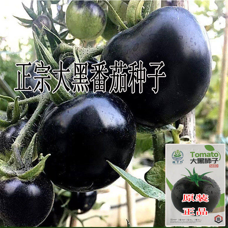 黑番茄柿子种子水果黑西红柿种子家庭园艺种子