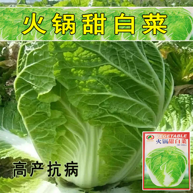 火锅白菜种子叶多无筋高产抗病秋季大田耐贮耐运麻叶大白菜蔬菜种