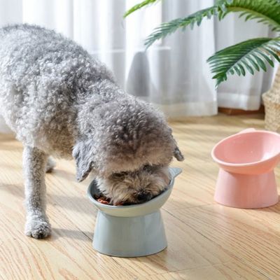 45° Slanted Bowl for Small Dogs and Cats Tilted Angle Feedi