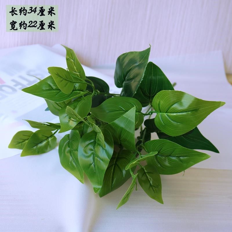 single leaves money plant flower arranging flowers