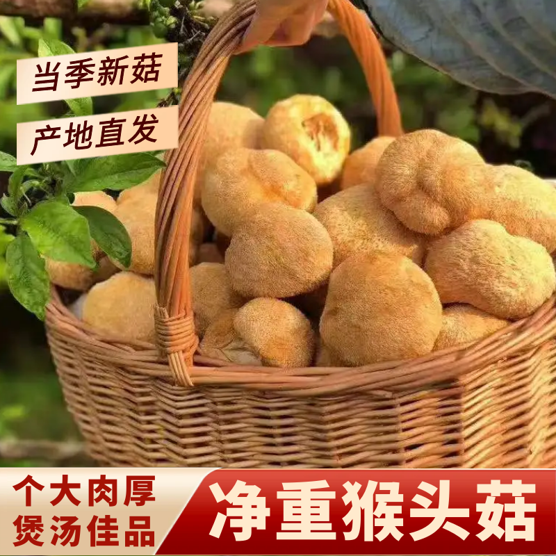 猴头菇干货古田菌菇新鲜猴头菌