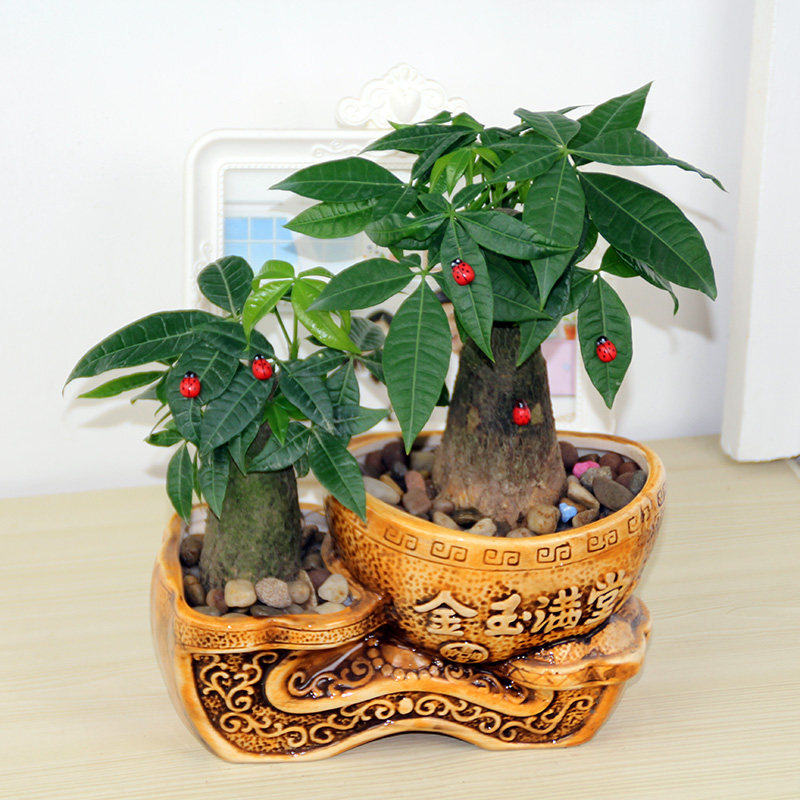 d绿植盆栽小发财r树办公室内盆景花卉植物花苗
