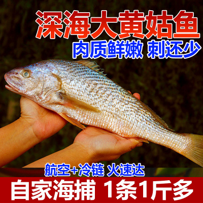 新鲜黄花鱼黄姑鱼黄鸡婆鱼